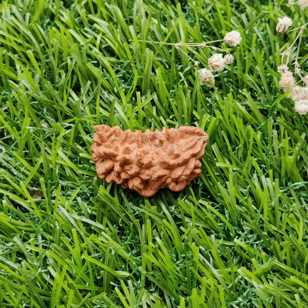 1 Mukhi Rudraksh